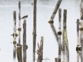 Réserve ornitholoique du Teich: tournepierre à collier