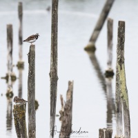 Réserve ornitholoique du Teich: tournepierre à collier
