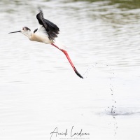 Réserve ornitholoique du Teich:  échasse blanche