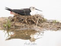 Réserve ornitholoique du Teich:  échasse blanche