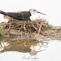 Réserve ornitholoique du Teich:  échasse blanche