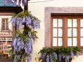 Riquewihr: glycine