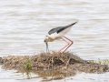 Réserve ornitholoique du Teich:  échasse blanche