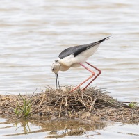 Réserve ornitholoique du Teich:  échasse blanche
