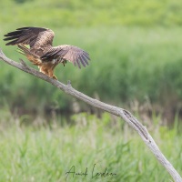 Réserve ornitholoique du Teich: milan noir