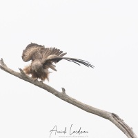 Réserve ornitholoique du Teich: milan noir