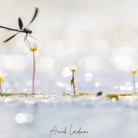 Caloptéryx éclatant