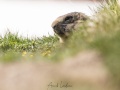 Marmotte