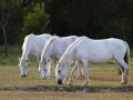 Chevaux camarguais