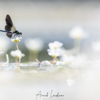 Caloptéryx éclatant