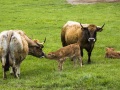 Vaches de la race Aubrac et leurs veaux