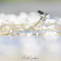 Caloptéryx éclatant