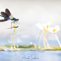 Caloptéryx éclatant