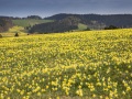 Jonquilles