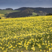 Jonquilles