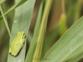 Rainette méridionale, Camargue