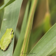 Rainette méridionale, Camargue