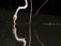 Flamant rose, Camargue