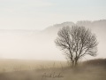 Brouillard matinal