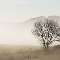 Brouillard matinal