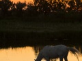 Cheval camarguais, Camargue
