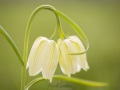 Fritillaire pintade