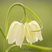 Fritillaire pintade