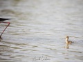 Echasse blanche