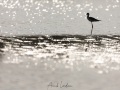 Echasse blanche