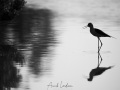 Echasse blanche