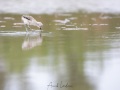 Avocette élégante