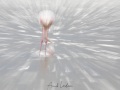 Flamant rose