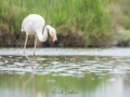 Echasse blanche + Flamant rose