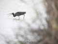 Ibis falcinelle