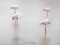 Flamant rose