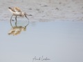 Avocette élégante