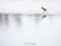 Echasse blanche