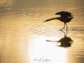 Aigrette garzette