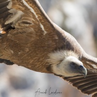 Vautour fauve