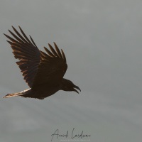 Grand corbeau