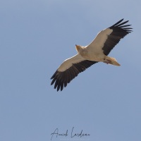 Vautour percnoptère