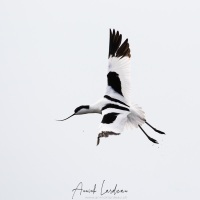 Avocette élégante