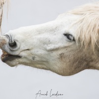 Cheval Camargue