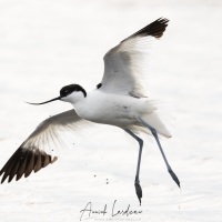 Avocette élégante