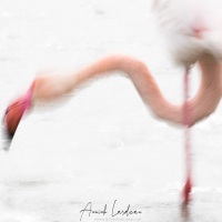 Flamant rose