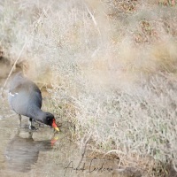 Gallinule poule d