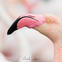 Flamant rose