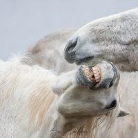 Cheval Camargue