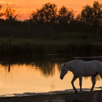 Cheval camarguais, Camargue
