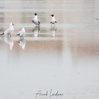 Mouette rieuse